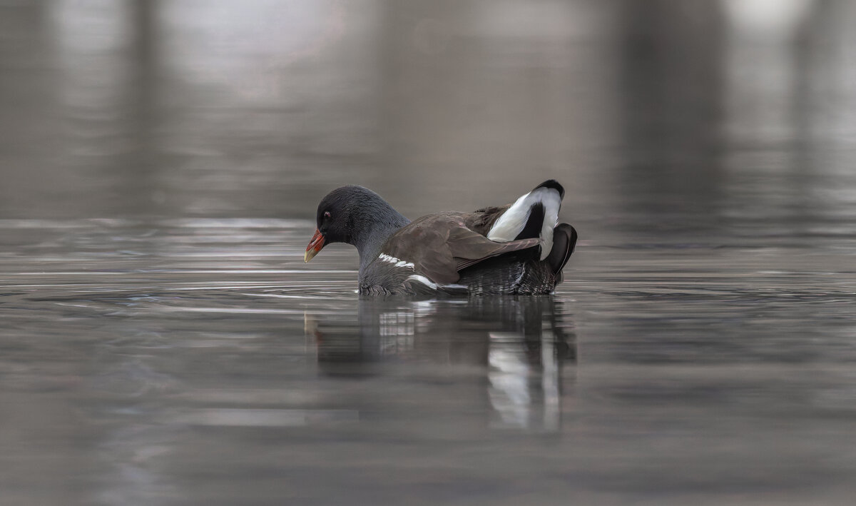 камышница - юрий макаров