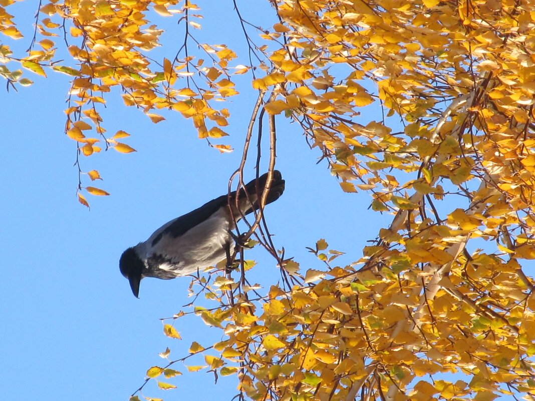 Ворона в октябре - Елена Шаламова