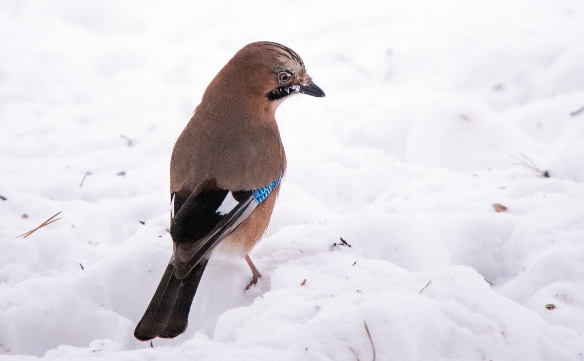 Сойка. - Владимир Безбородов
