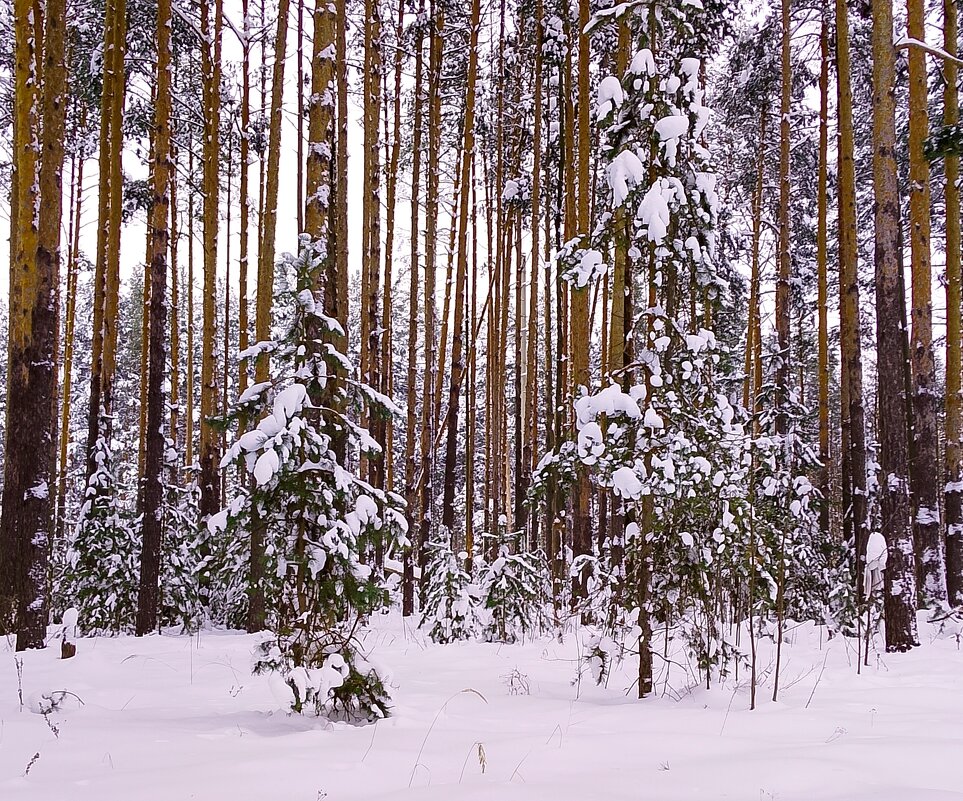 Зимний лес - Наталья ***