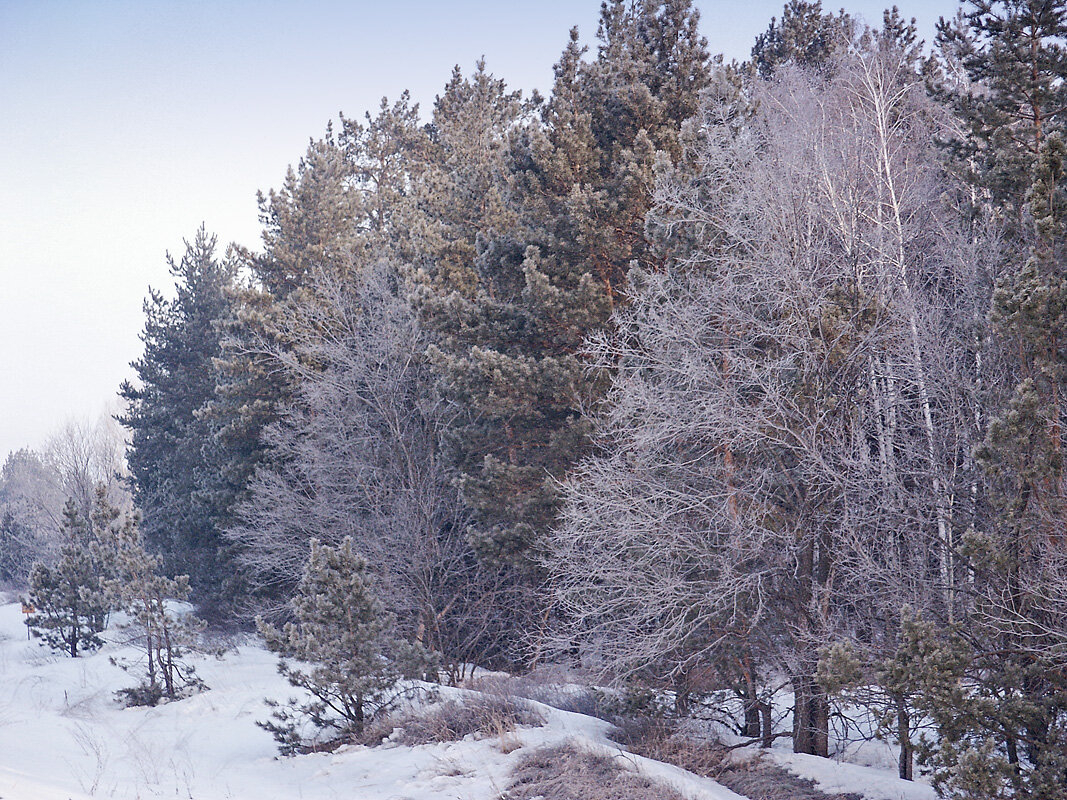 Зимний лес - MILAV V