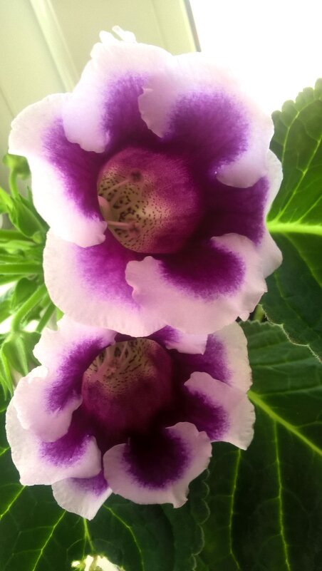 Глоксинии - Елена Семигина