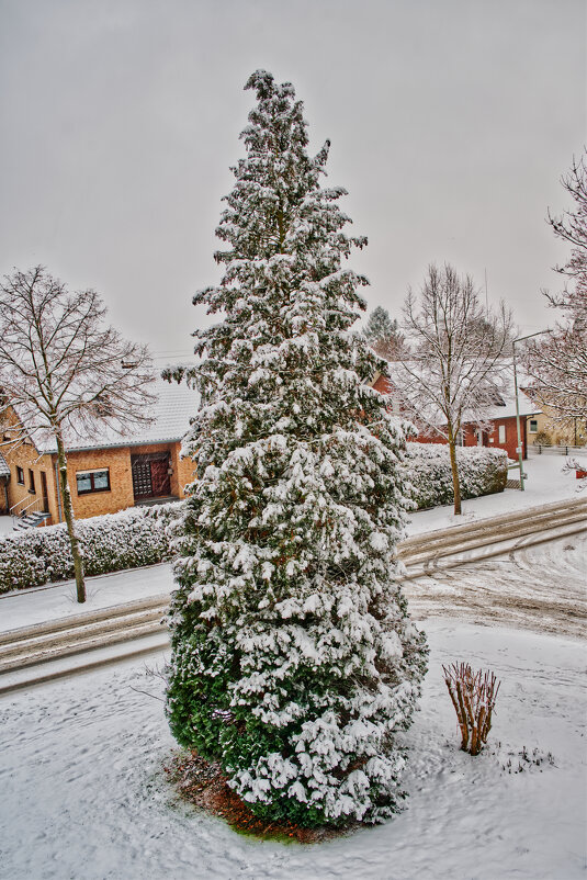 Кипарис - Jakob Dick