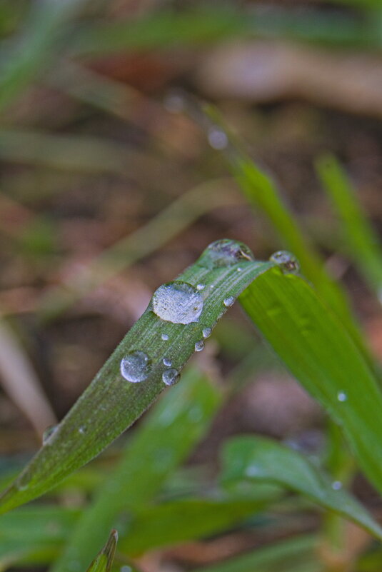 Капля Росы на траве. - Giant Tao /