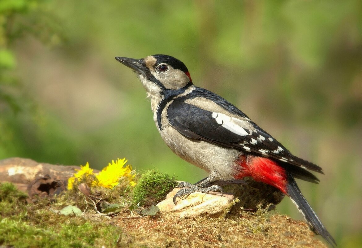 ... - Вячеслав Минаев