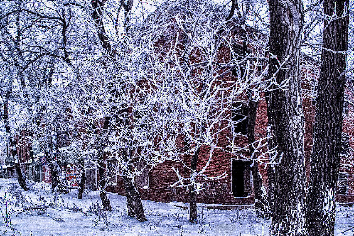 Деревья в серебре - Людмила Фил