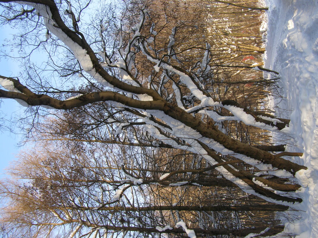 Элегантное дерево - Анна Воробьева