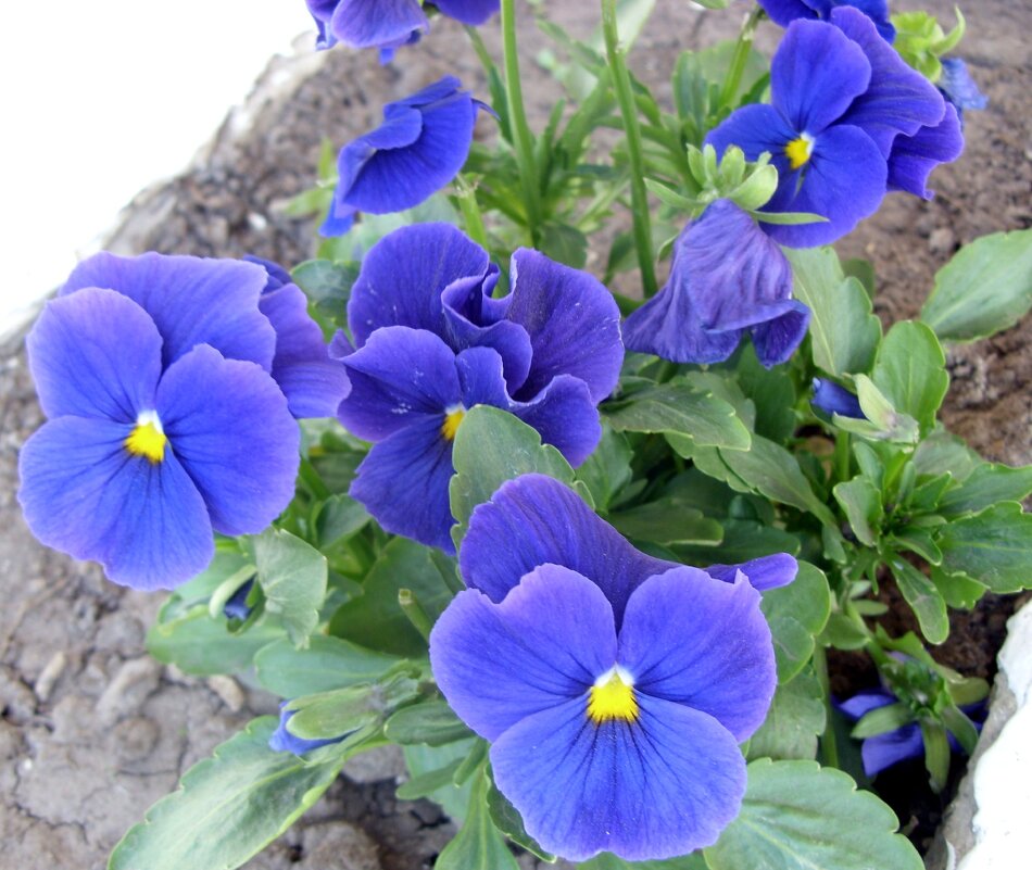 Анютины глазки. - Ирина *** Анютины глазки. - Ирина ***