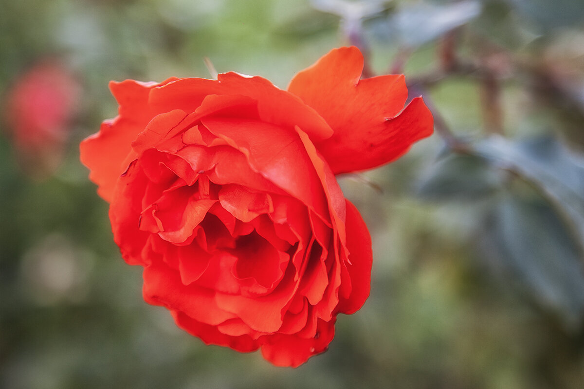 Вот вам роза в морозы! - Лилия *