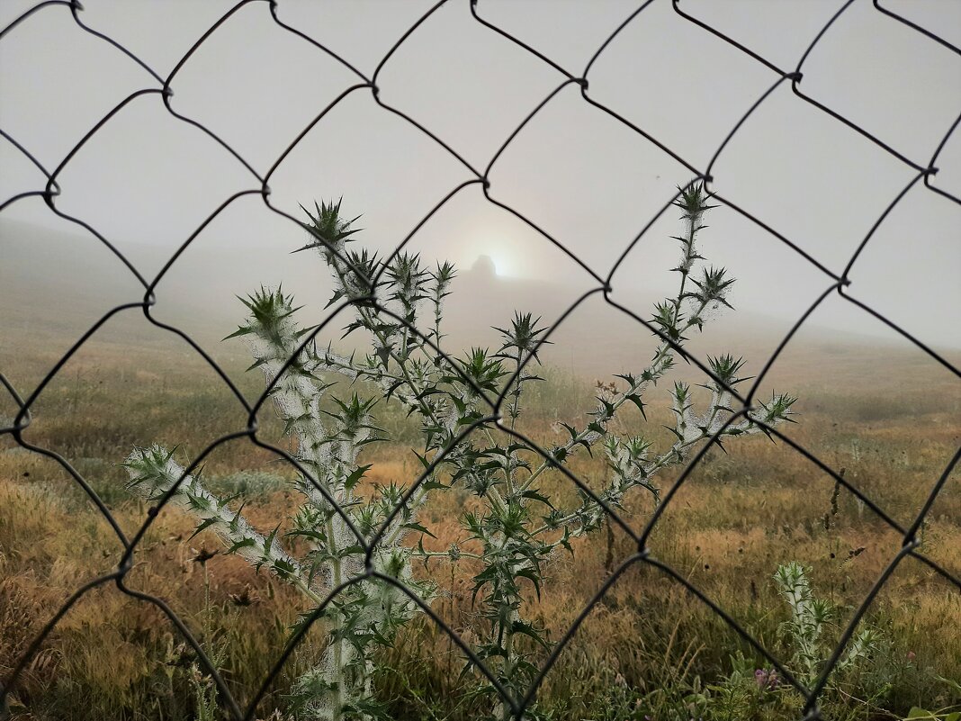 Утро в тумане - Vsevolod 