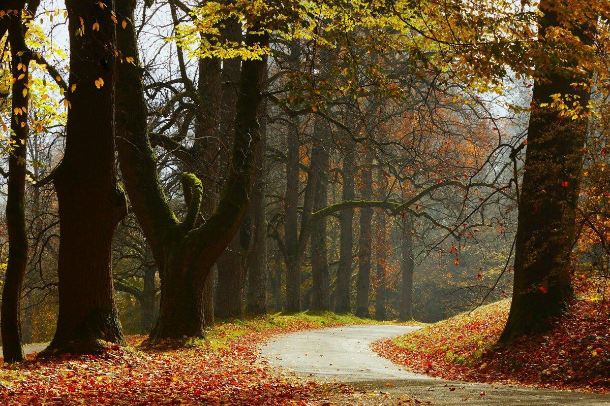 Ноябрь с падающими листьями - Юрий. Шмаков Ноябрь с падающими листьями - Юрий. Шмаков