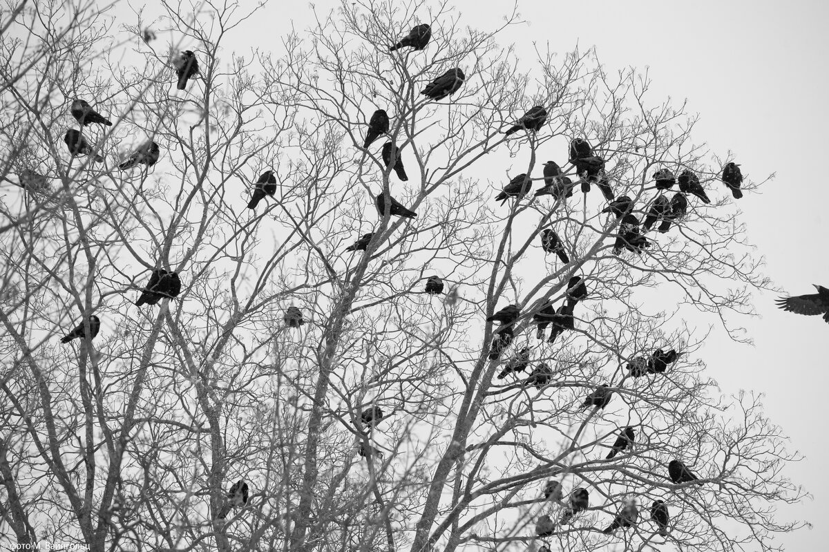 Посленовогодие. Белгород. - Михаил 