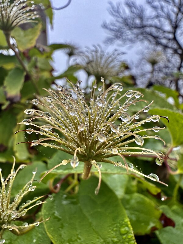 Роса - Валентина .