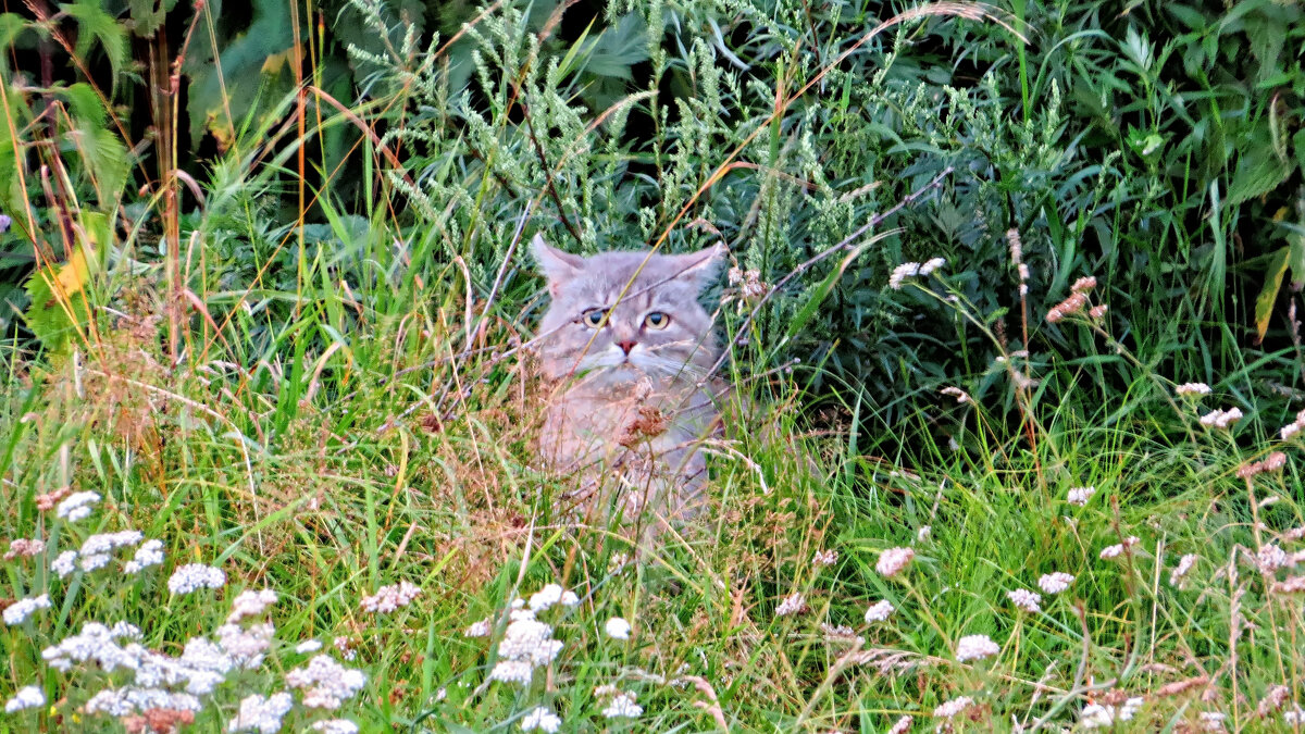 Кузя - Валерий Судачок