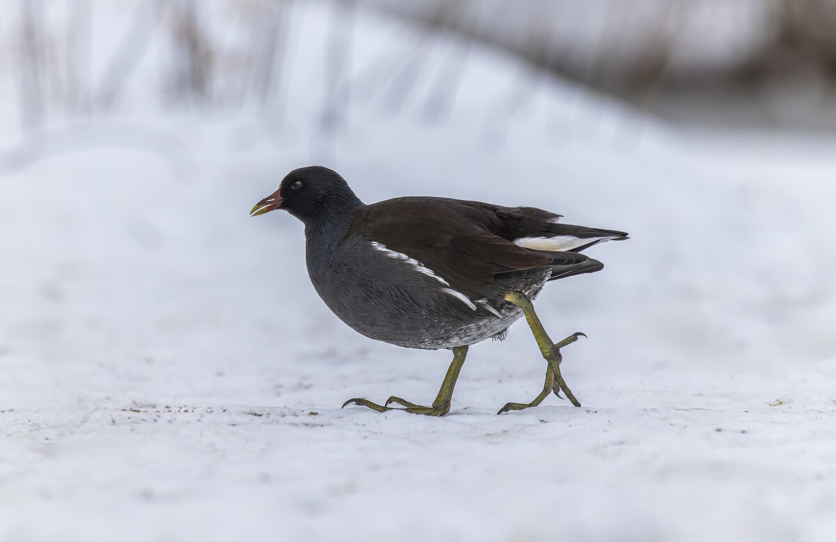 камышница - юрий макаров