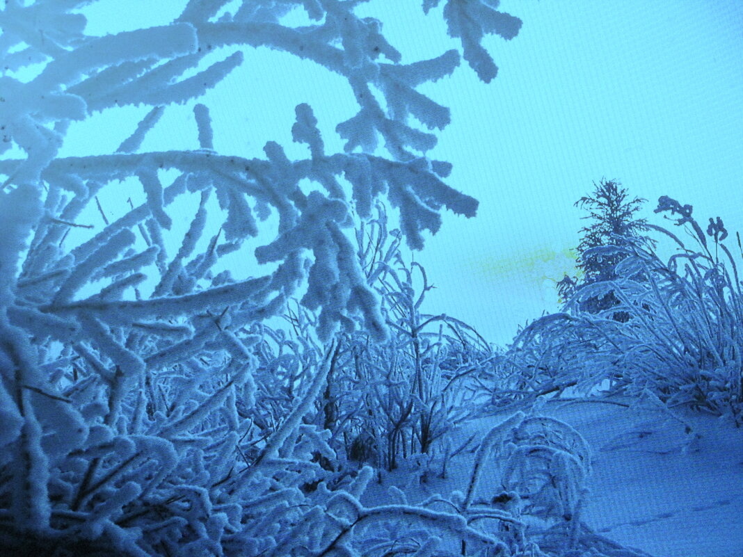 Зимняя красота - Людмила Смородинская Зимняя красота - Людмила Смородинская