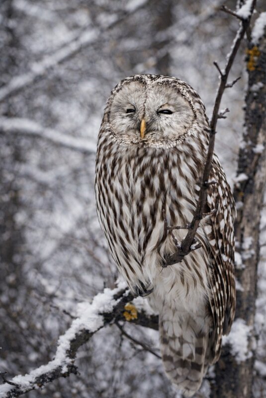 Длиннохвостая неясыть - Евгений Анисимов