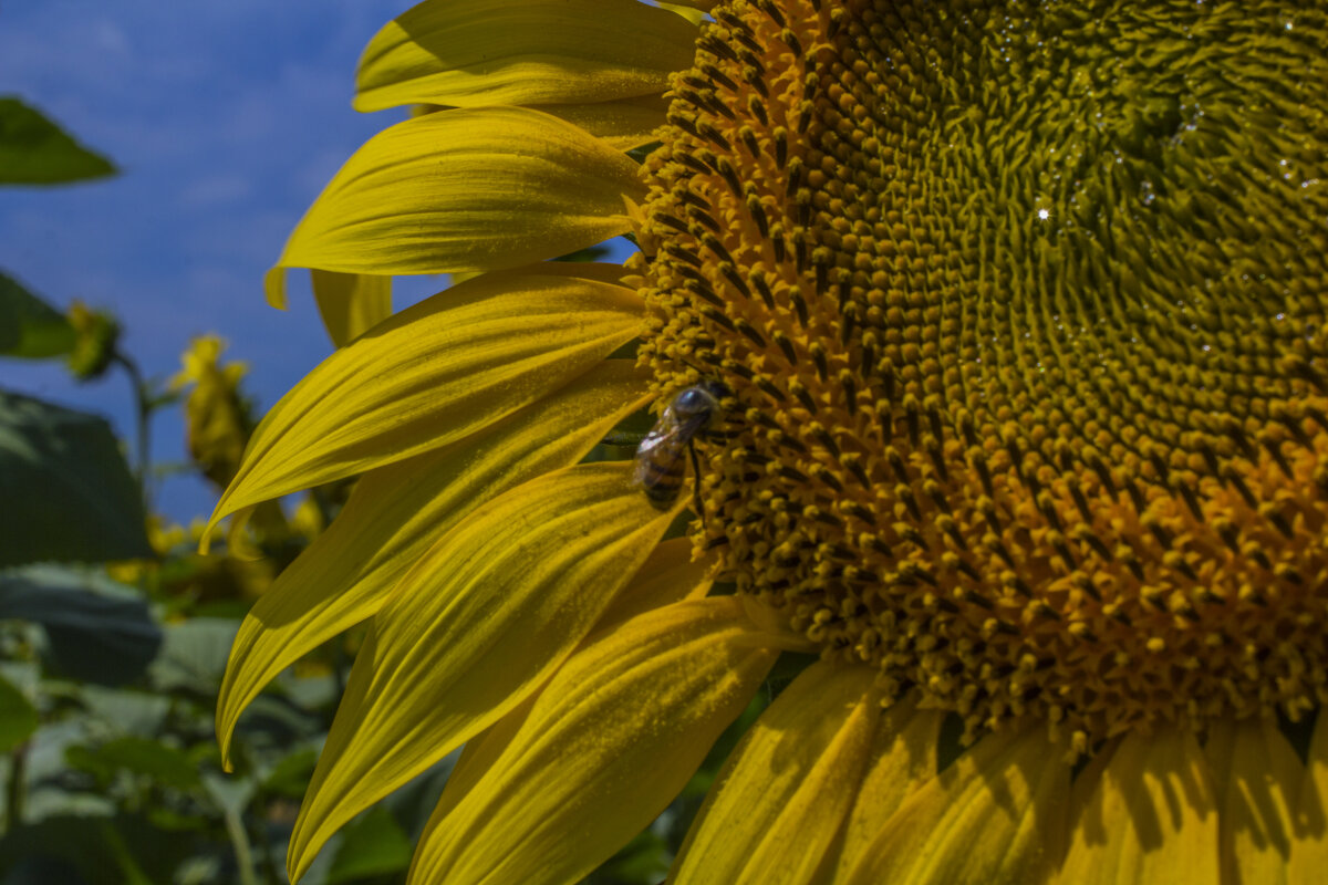 Подсолнух - Андрей C