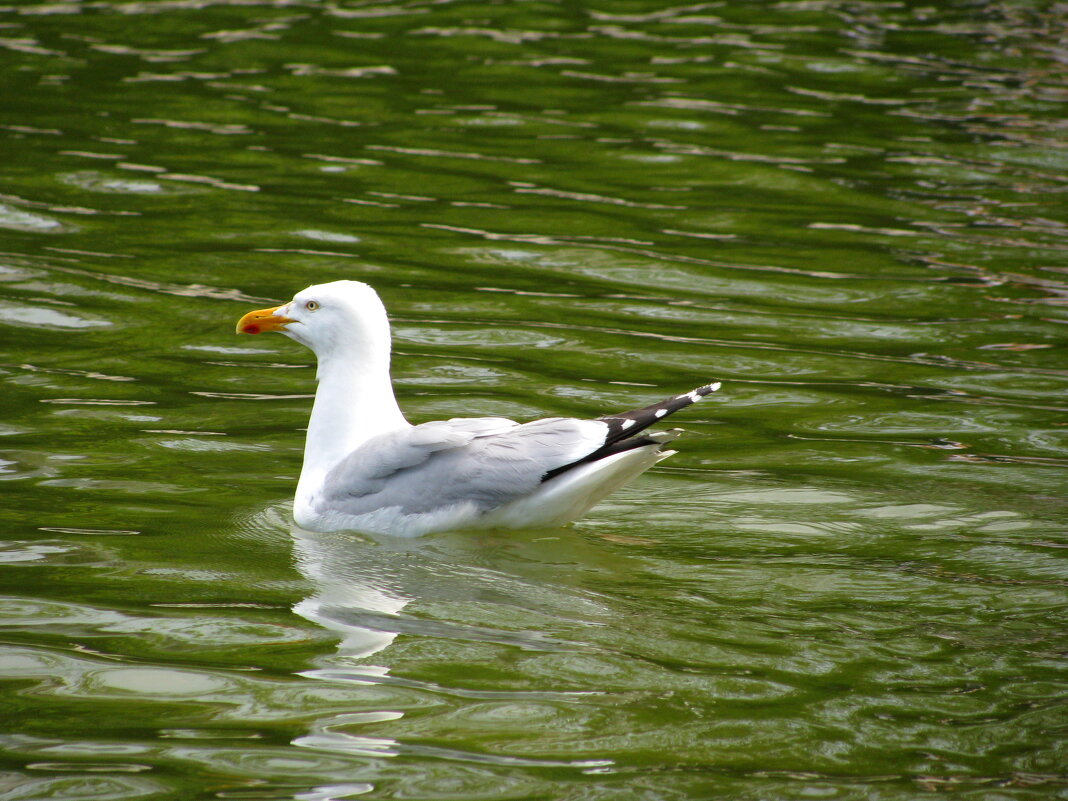Сад Тюильри. - Владимир Драгунский Сад Тюильри. - Владимир Драгунский
