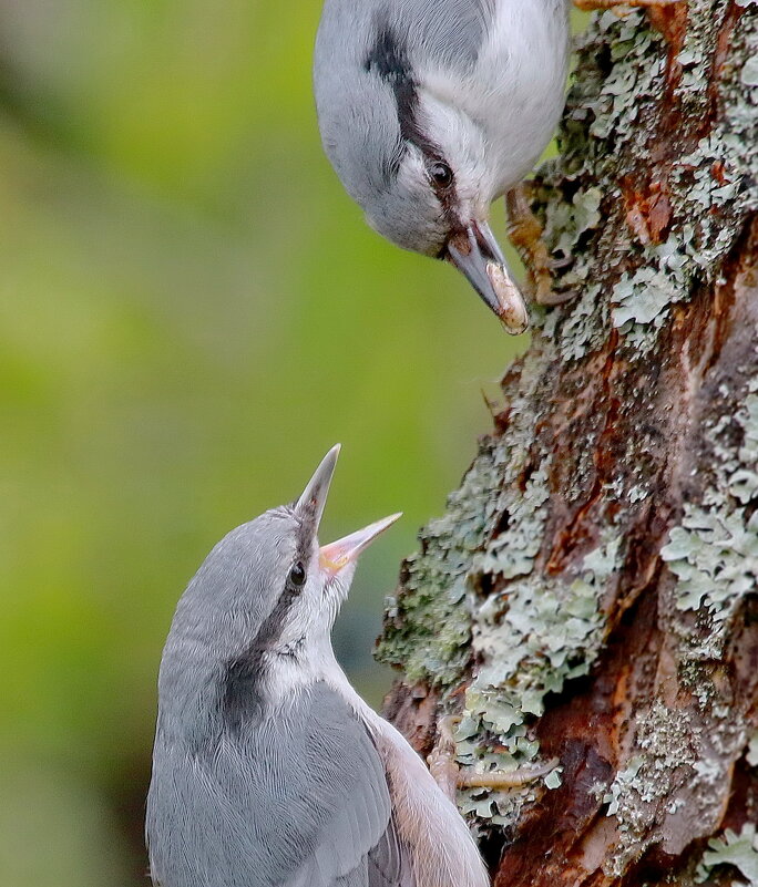 покорми мальца... - Andrey Bragin покорми мальца... - Andrey Bragin