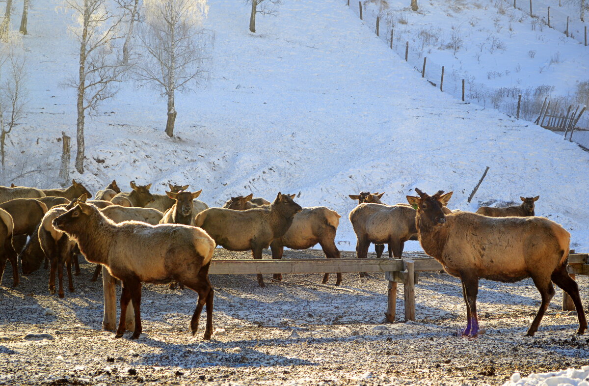 Маралы алтайские - Татьяна Лютаева