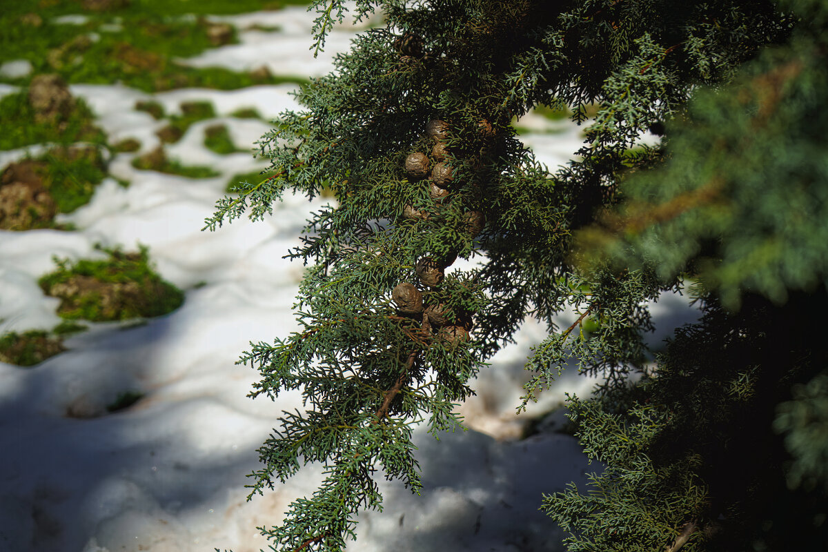 Снег в лесу - ujgcvbif 