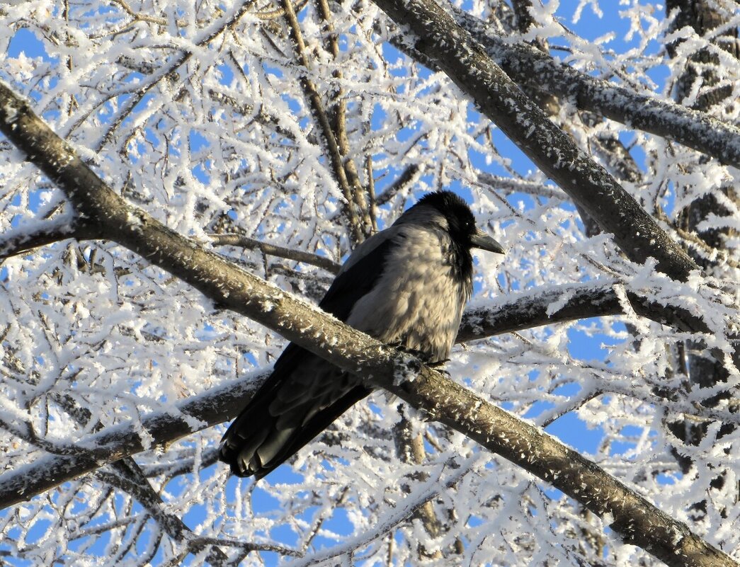 Наблюдательница - Лариса С.