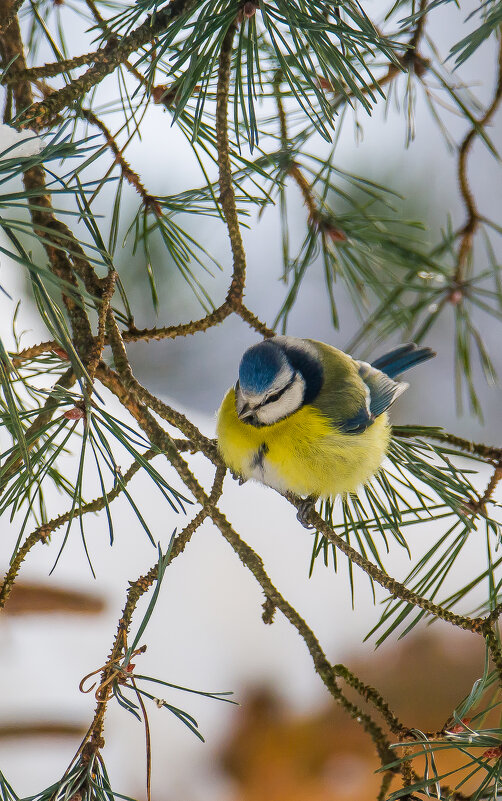 Синица лазоревка. - Sergey (Apg) Синица лазоревка. - Sergey (Apg)