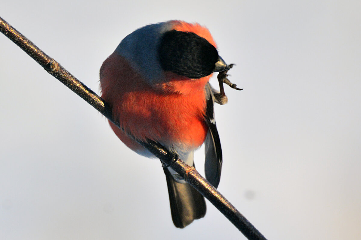 чистюля - леонид логинов чистюля - леонид логинов