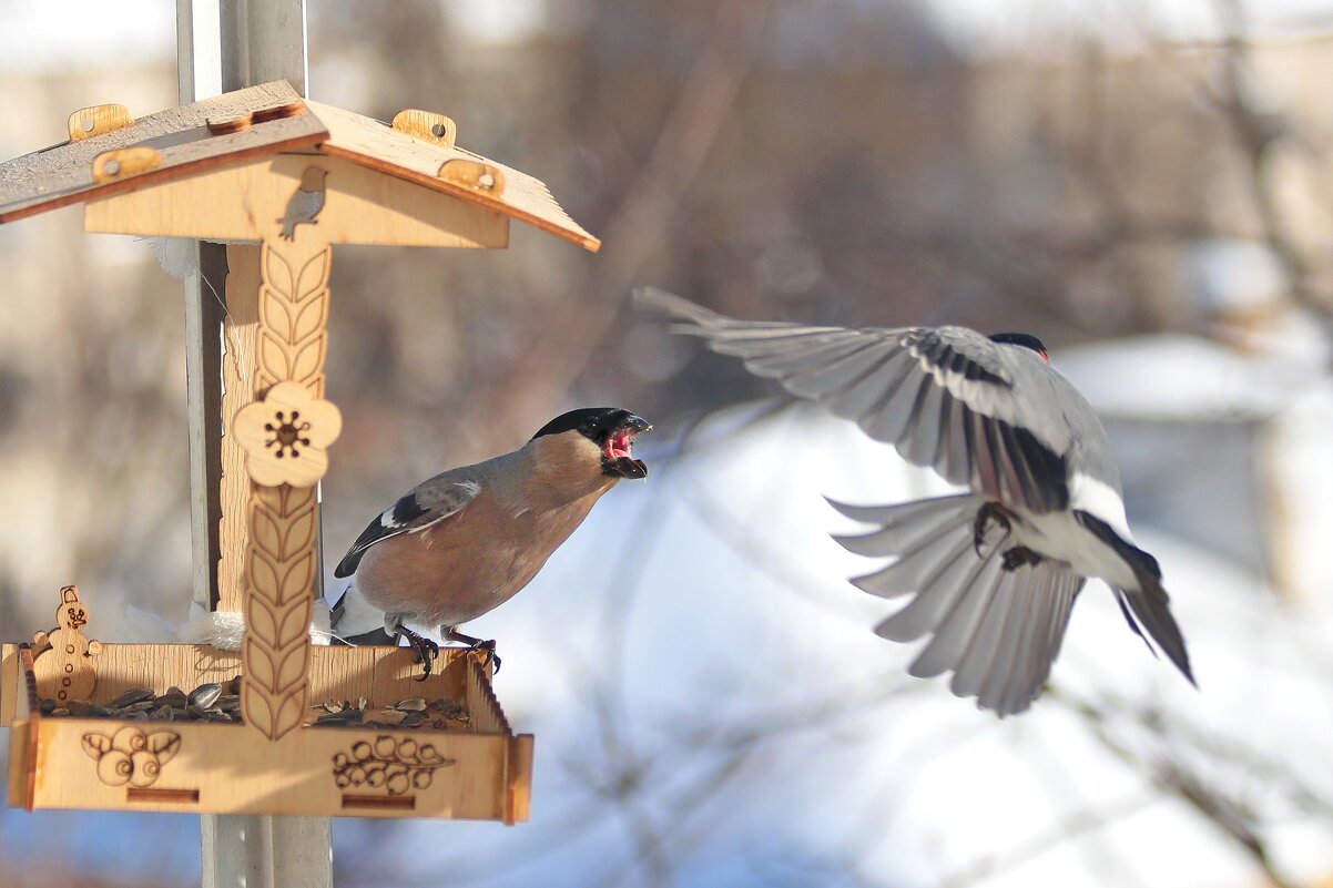 Никогда не спорь с женщиной, сразу целуй. - Татьяна Бравая
