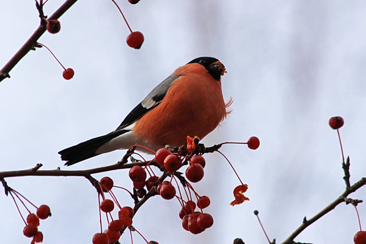 Снегирь на ветке - Александр Щеклеин Снегирь на ветке - Александр Щеклеин
