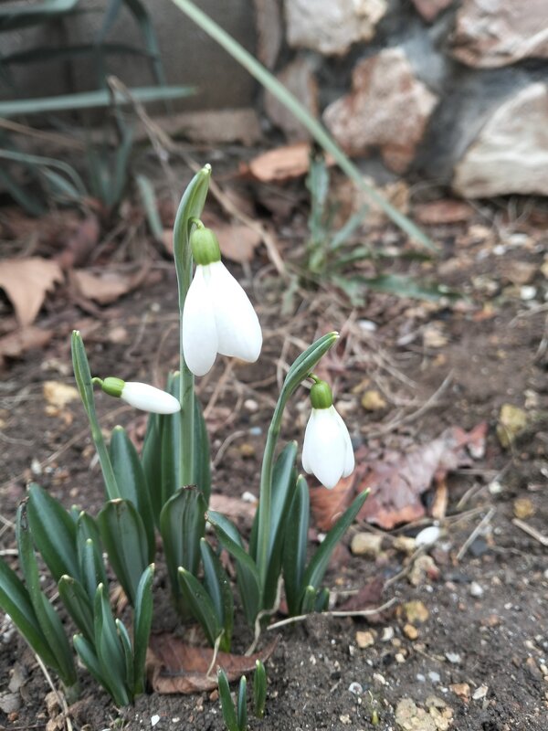 Подснежник - Giant Tao /