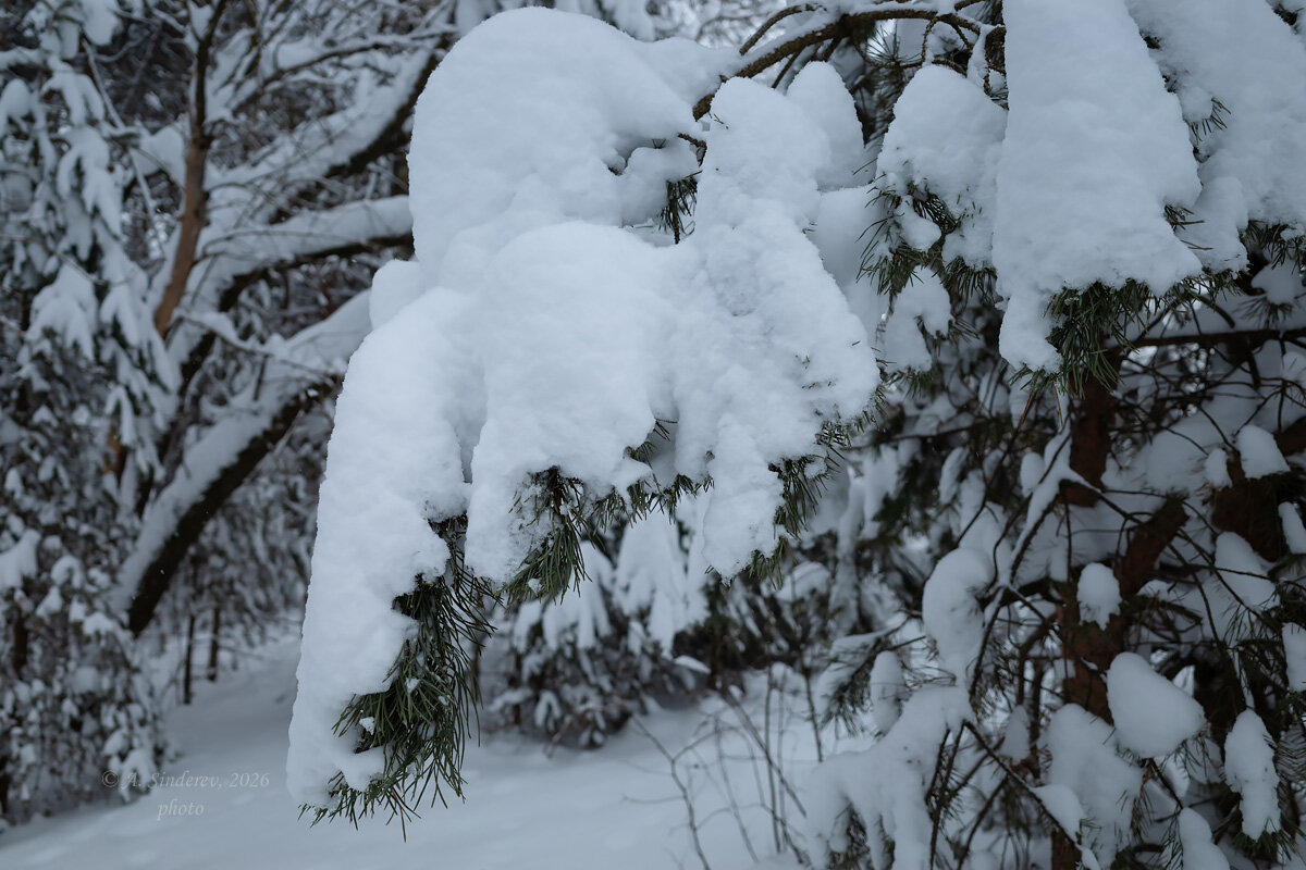 Ветка в снегу - Александр Синдерёв