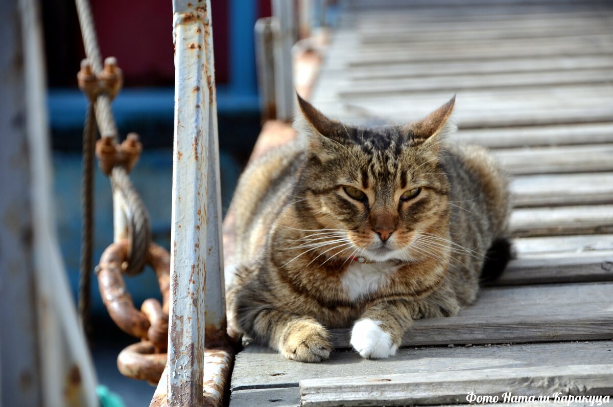Морской "котик" - Наталья Каракуца