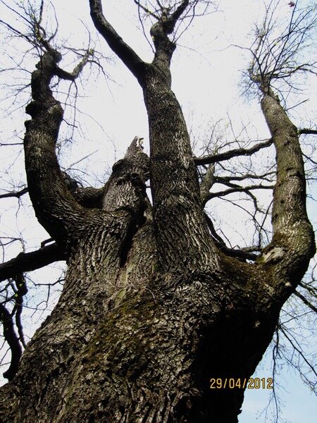 Почти баобаб - Натали 