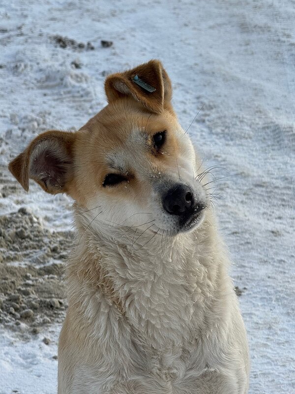 Собачка - Лена -
