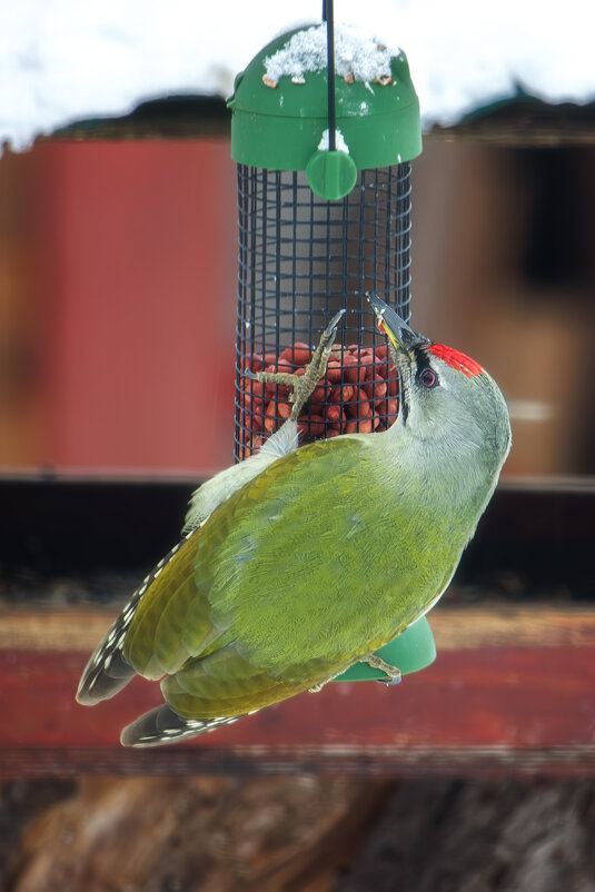 Седой дятел - Sergey38 