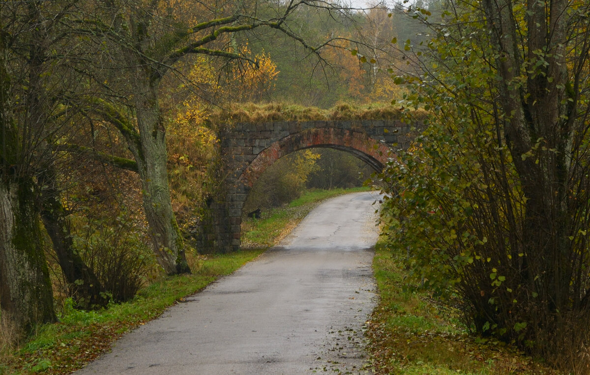 Дорога в Роминтенской пуще. - Константин 