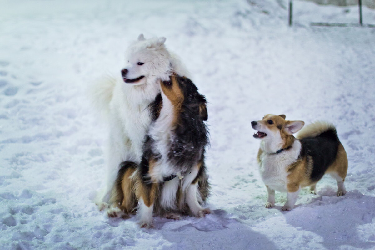 любовный треугольник - Артём Евтюхов