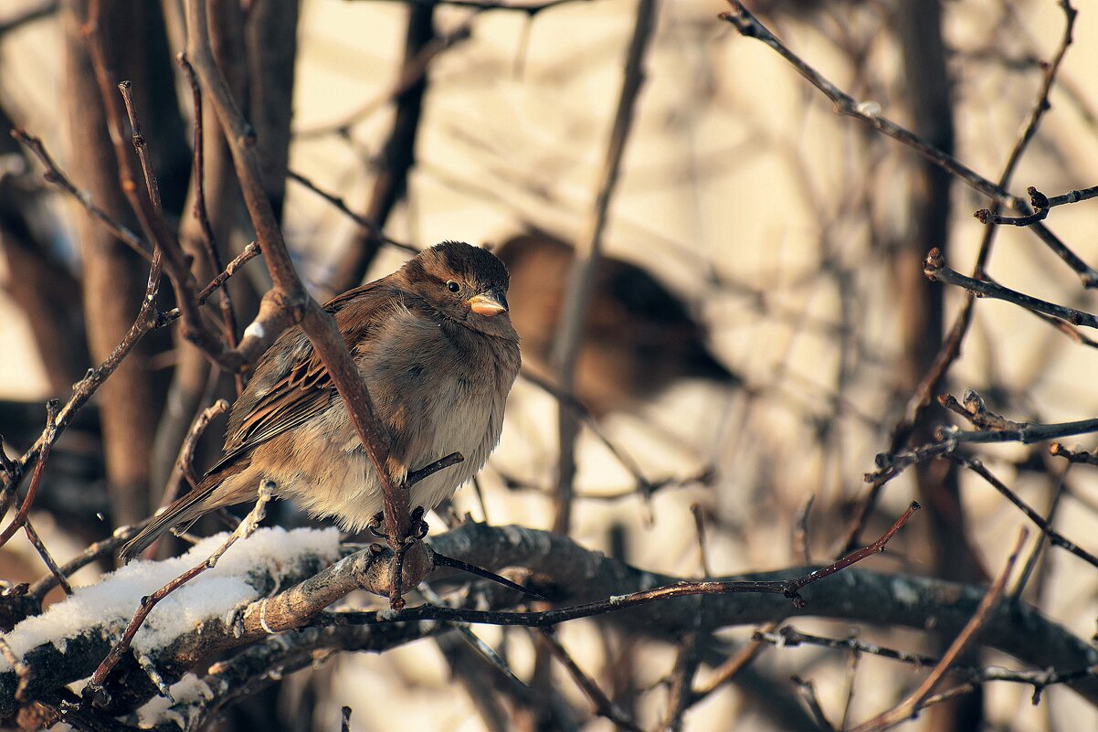Ждут воробушки нашей милости. - Татьяна Помогалова