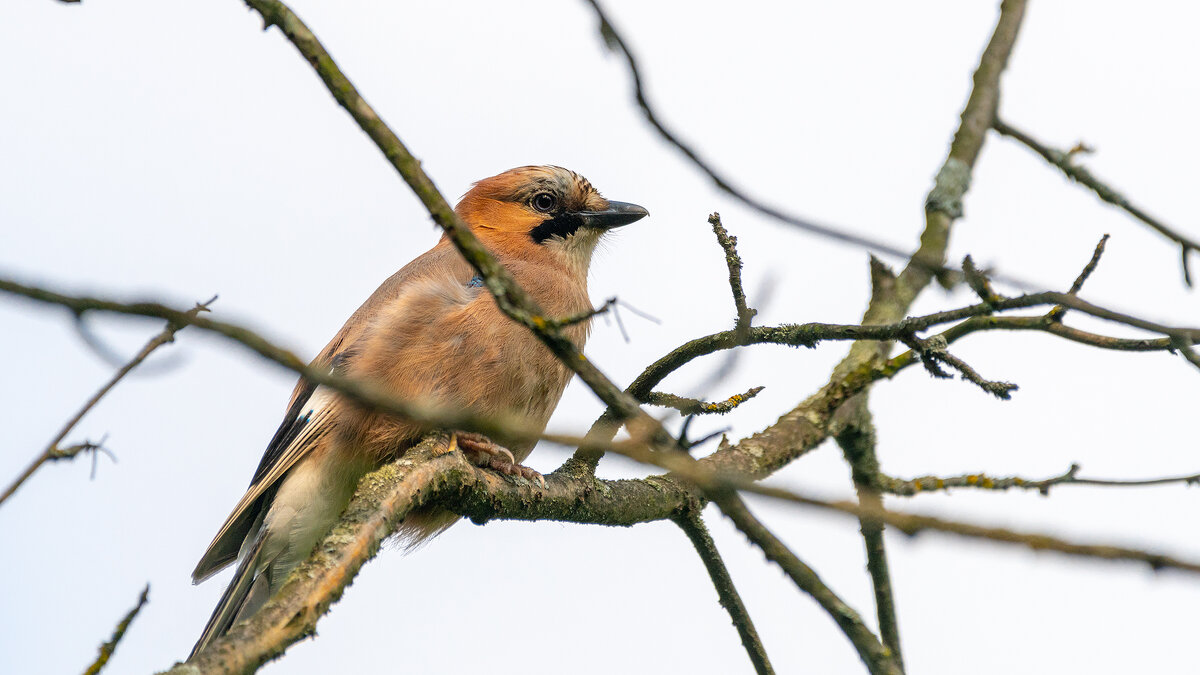 Сойка - Владимир Лазарев
