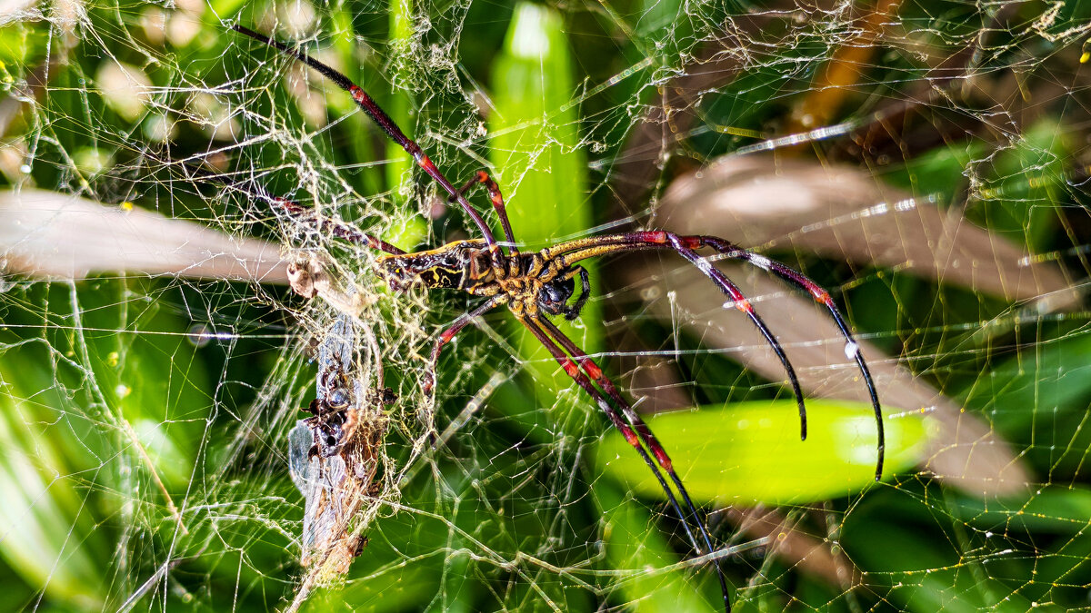 Паук - Dmitry i Mary S