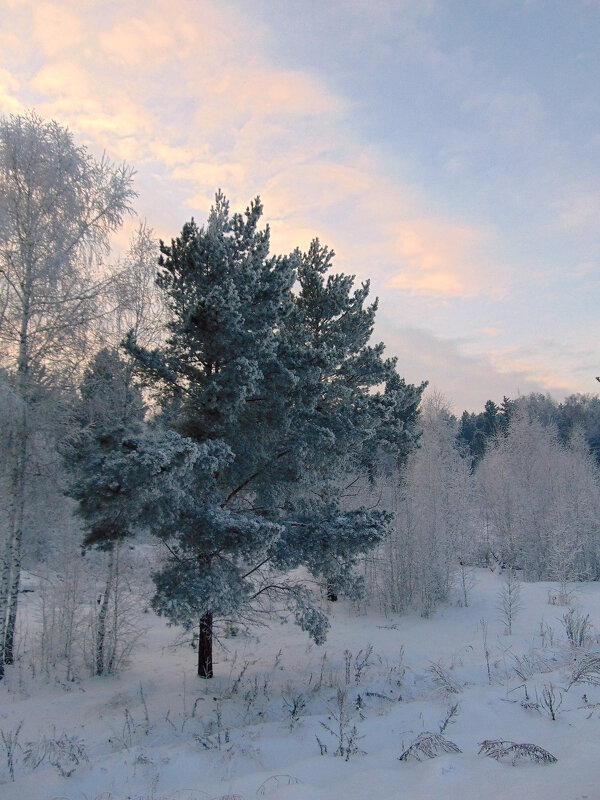 МОРОЗНЫЙ ДЕНЬ. - nadyasilyuk Вознюк МОРОЗНЫЙ ДЕНЬ. - nadyasilyuk Вознюк