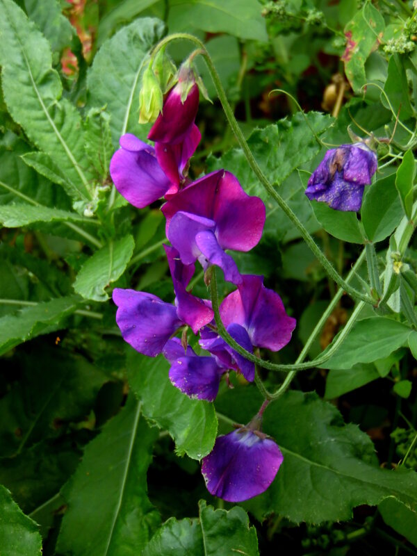 Цветёт горошек. - nadyasilyuk Вознюк Цветёт горошек. - nadyasilyuk Вознюк