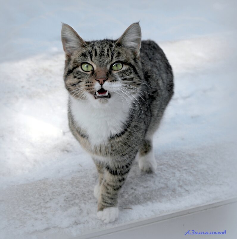 О зимних котиках... - Андрей Заломленков О зимних котиках... - Андрей Заломленков