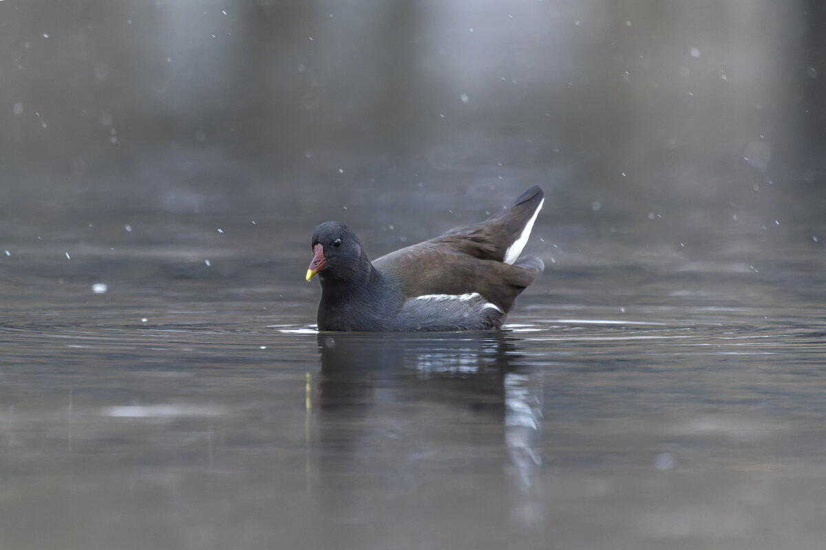 камышница - юрий макаров