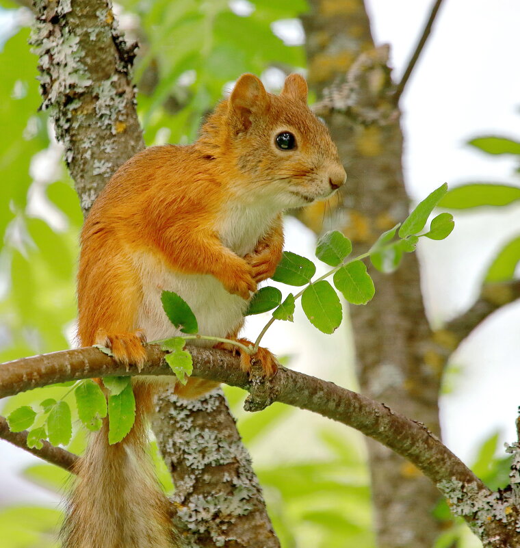 малыш - Andrey Bragin 