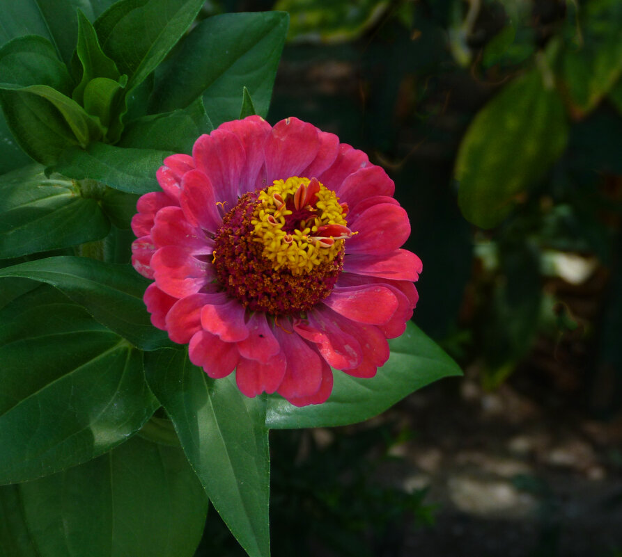 Алая  Циния - Валентин Семчишин