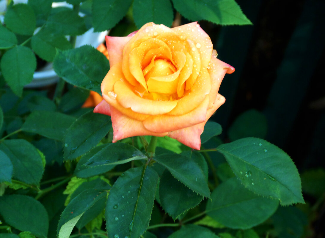 Флорибунда - Валентин Семчишин