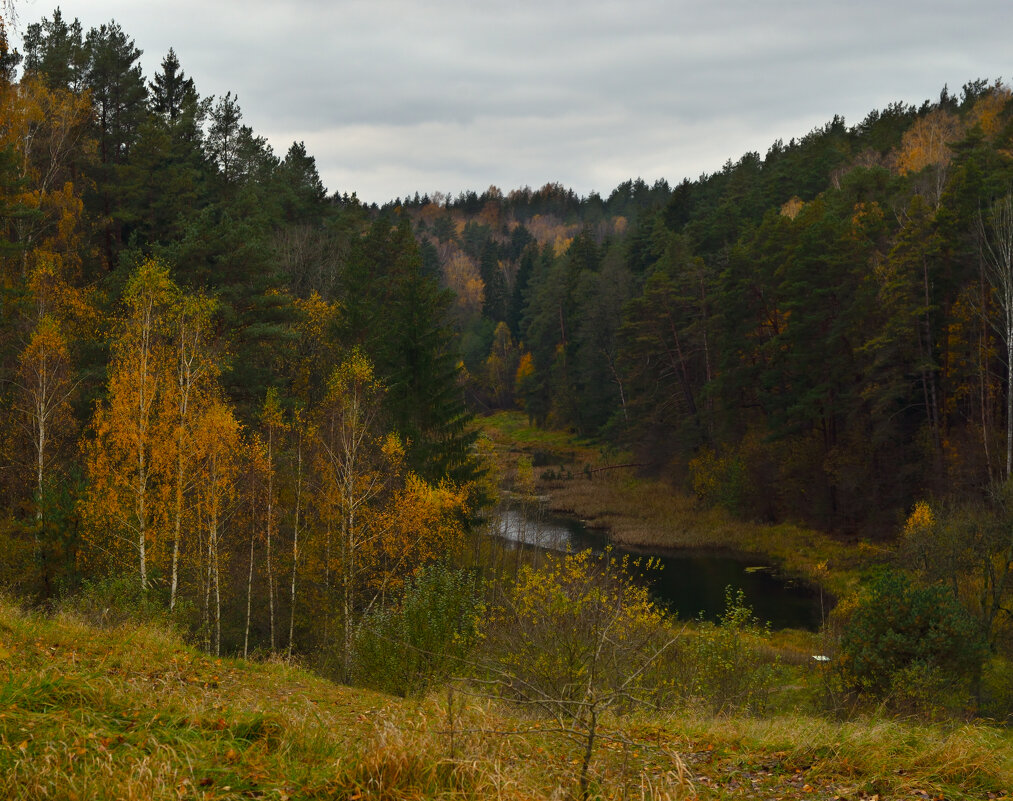 В Роминтенской пуще. - Константин 